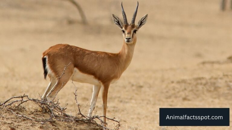Animals That Look Like Deer