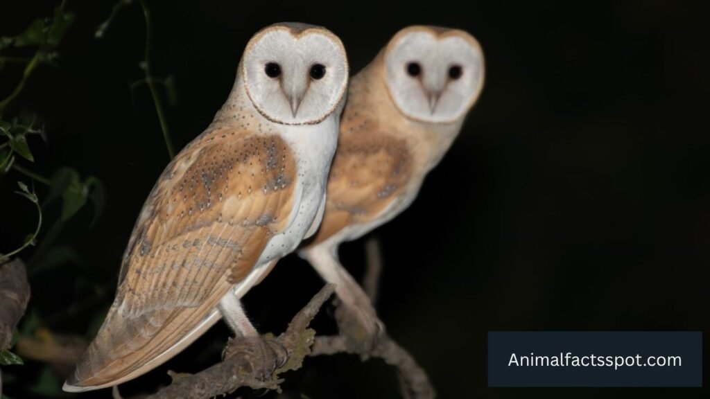 can birds fly at night
