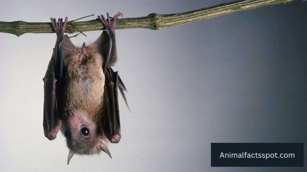 what animals like blueberries