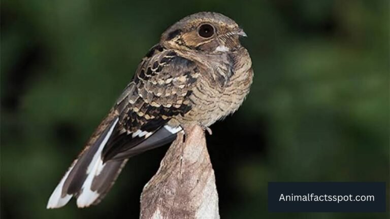 Birds that fly at night