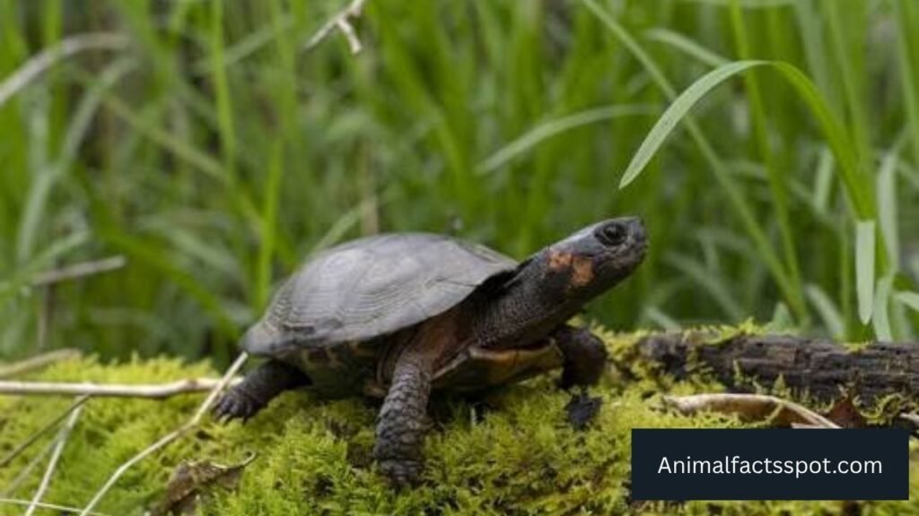 Animal That Live in Bogs