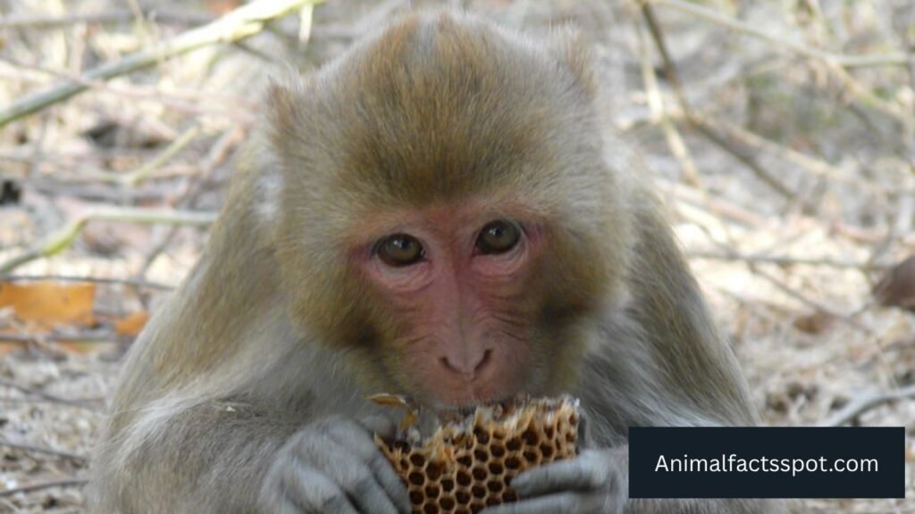 what animal eats honey