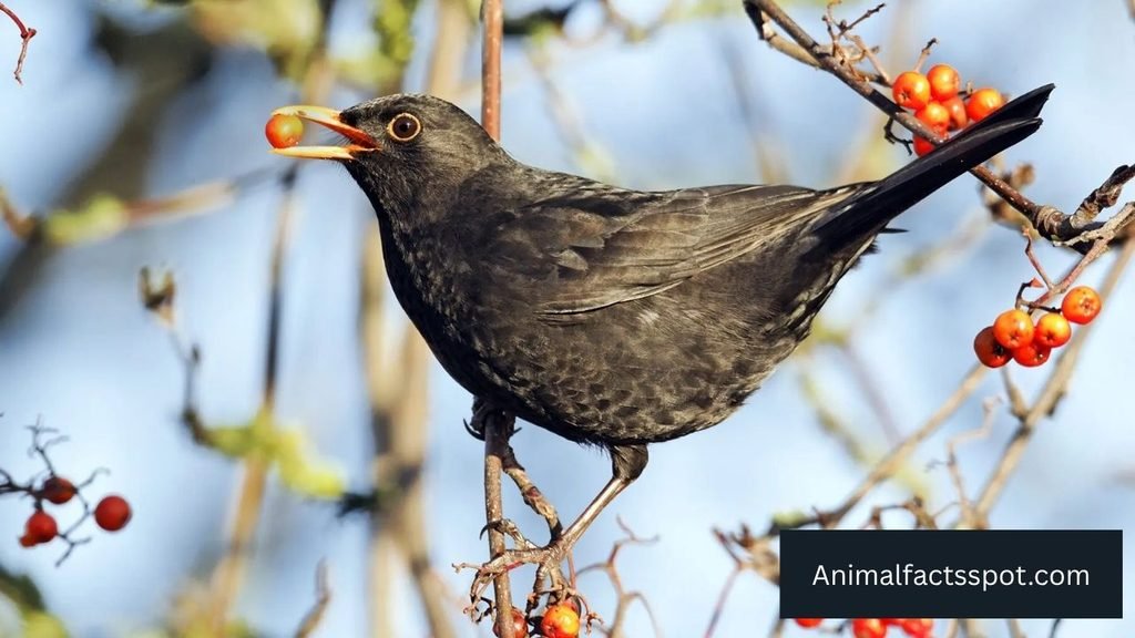 what animals eat berries