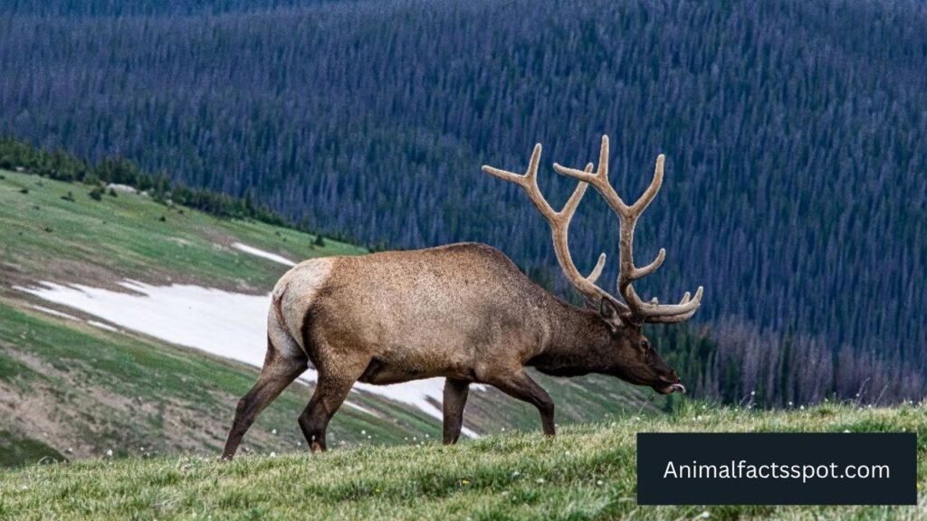 deer type animals