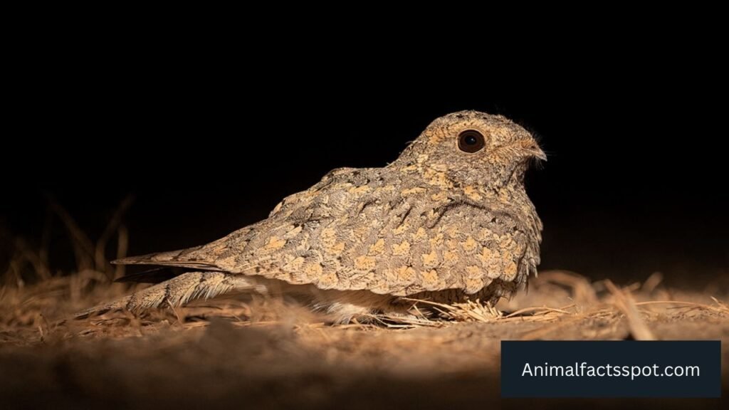 what bird flies at night