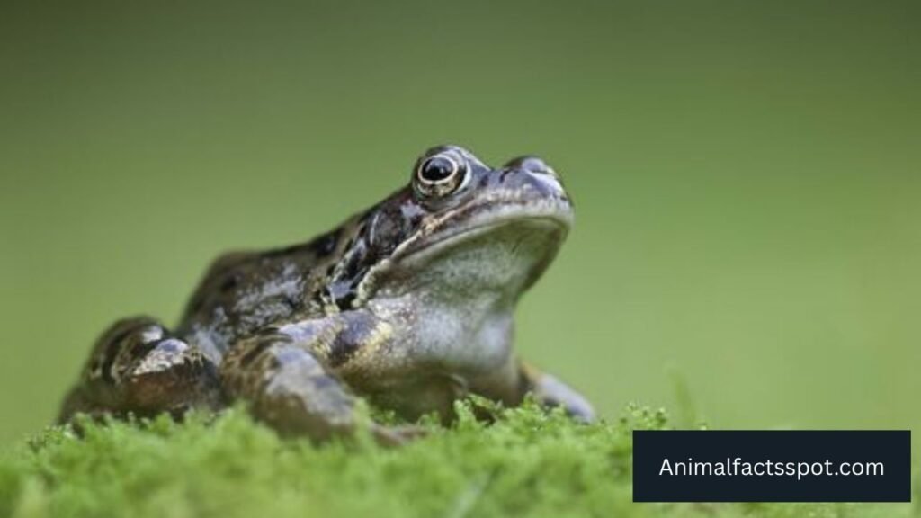 Frogs can live in bogs