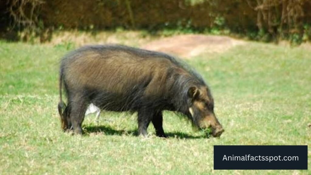 what animals live in bamboo forests