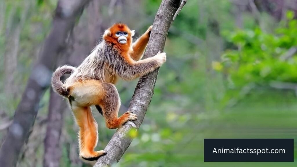 what animals live in the bamboo forest