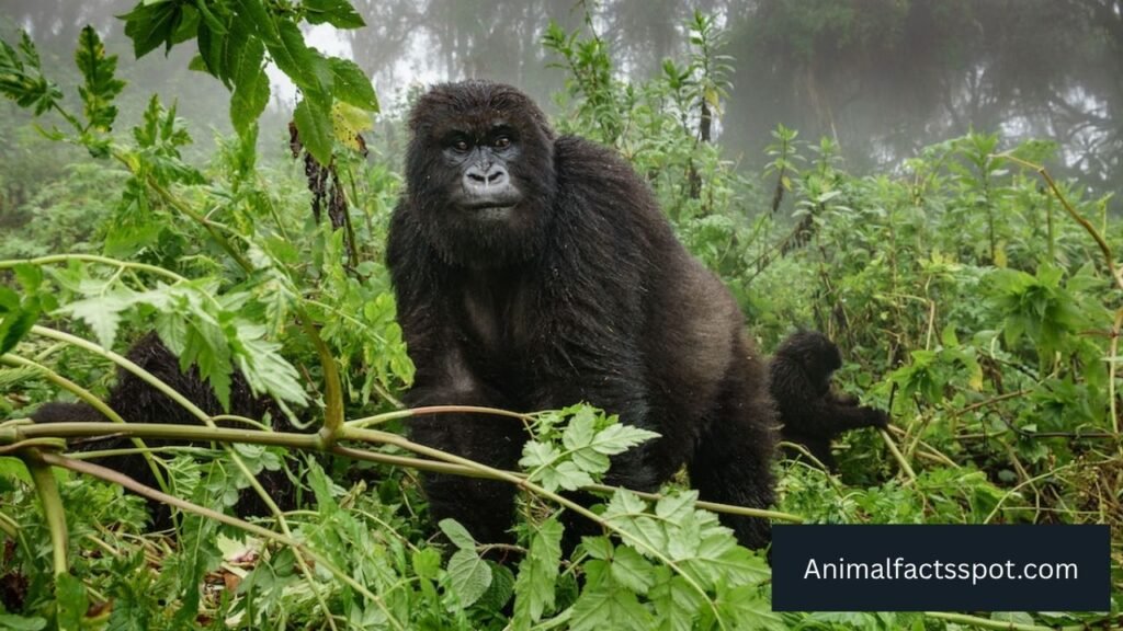 animals that are greedy
