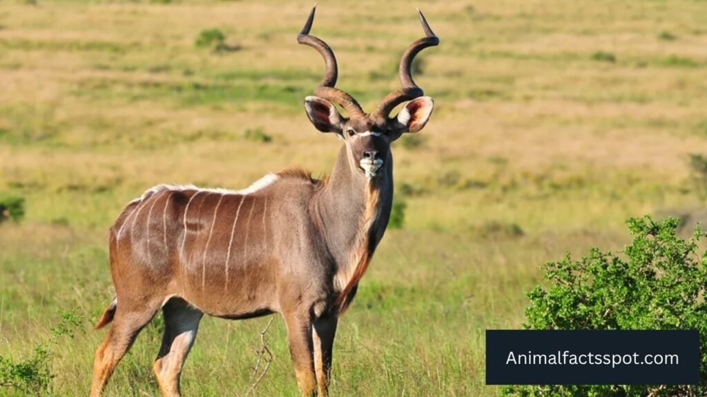 animals like deer