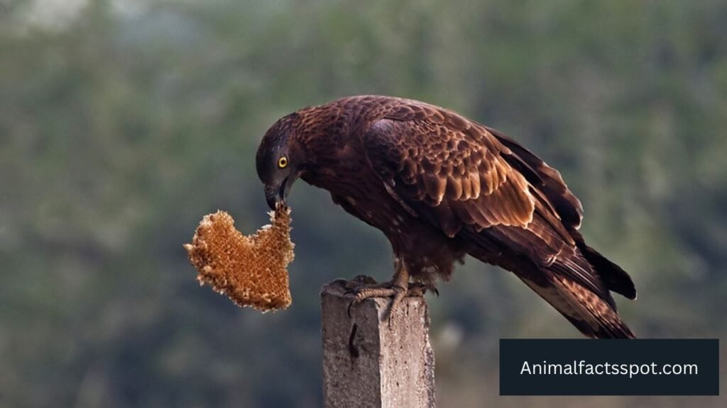 animals that like honey