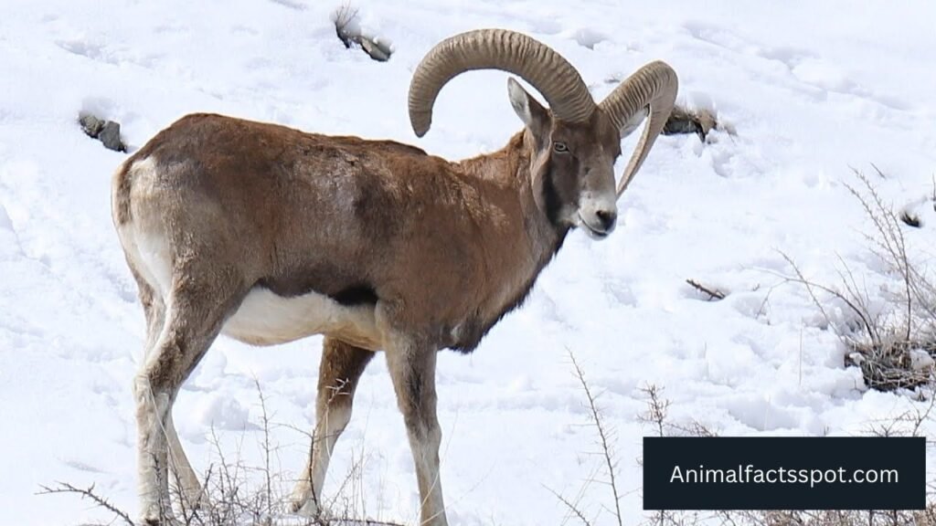 animal that looks like a deer but isn't