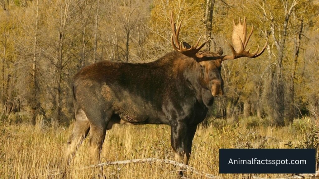 deer like animals