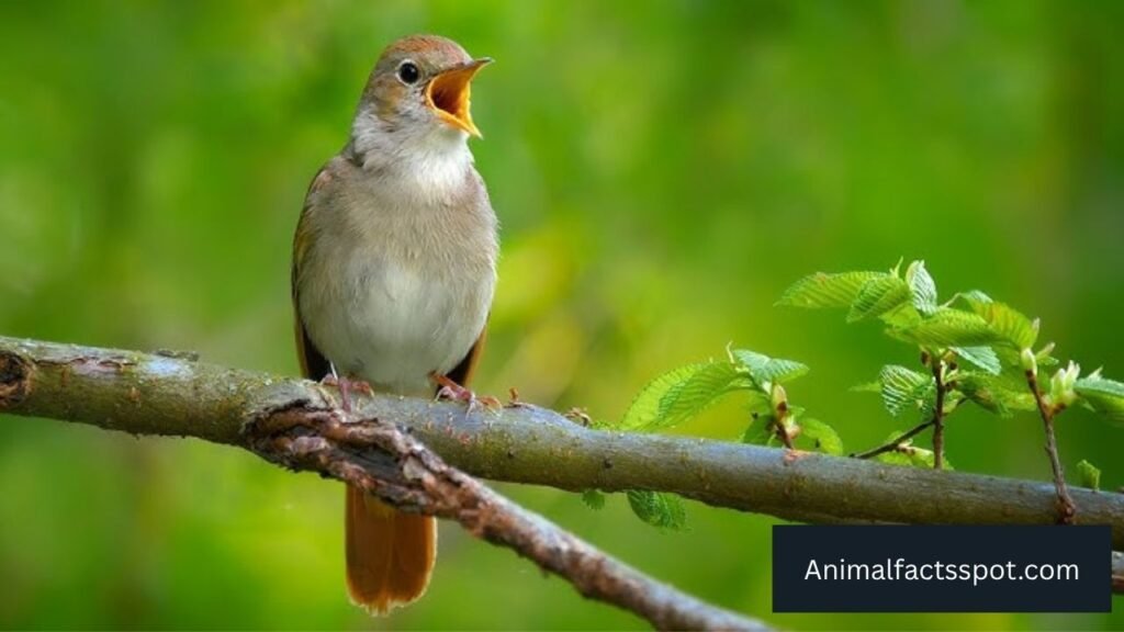 bird that flies at night