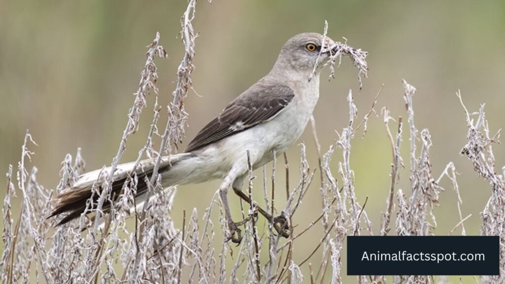 what type of birds fly at night