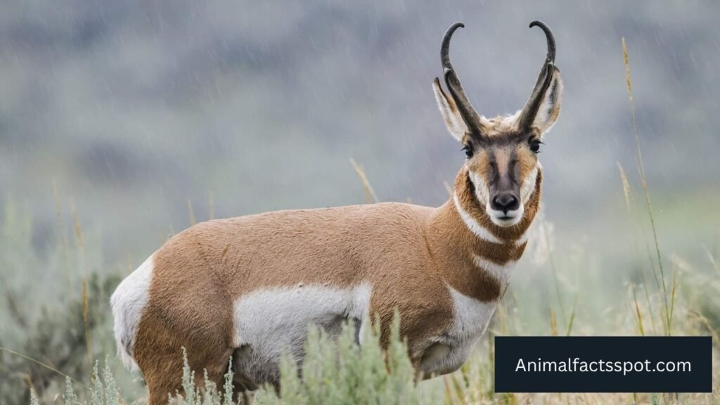 animal that looks like a deer with horns