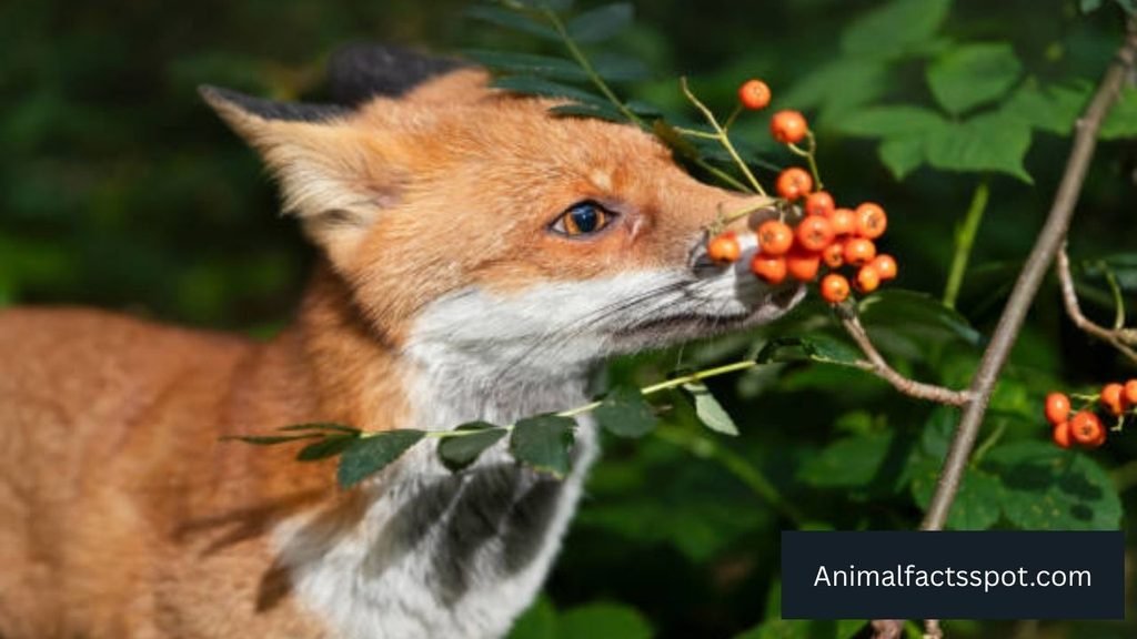 animals that eat blackberries