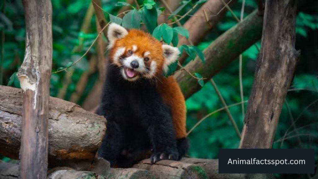 what animals live in a bamboo forest
