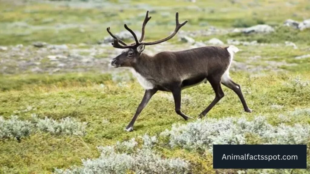 animals similar to deer