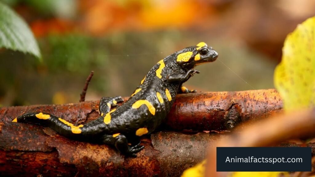 Animals That Live in Bogs in The World