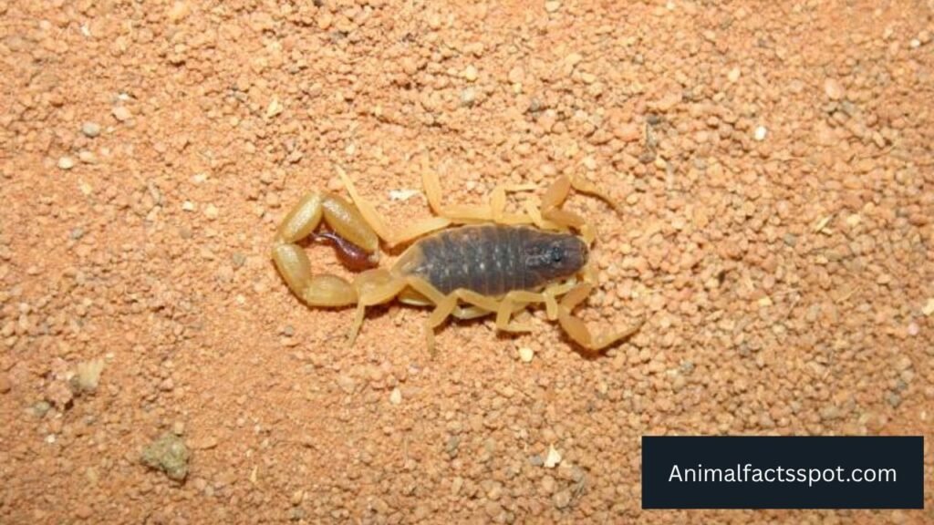 what eats a spider