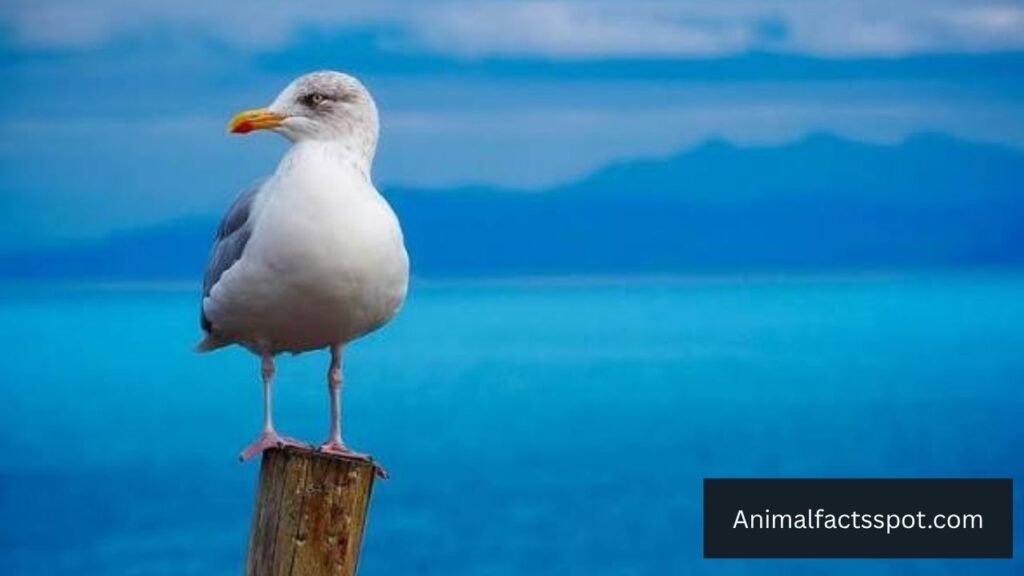 greediest animal in the world