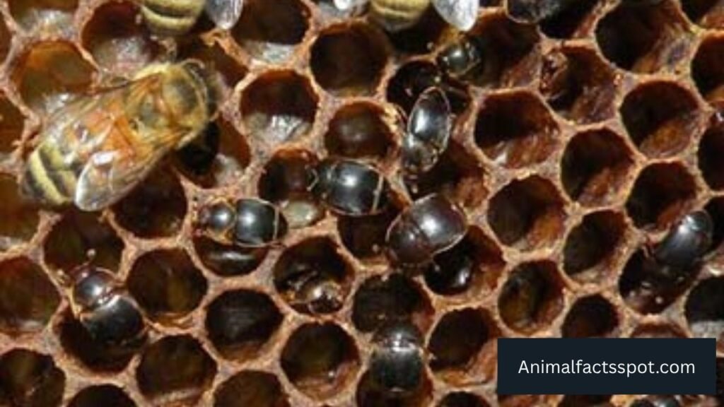 which animal likes to eat honey