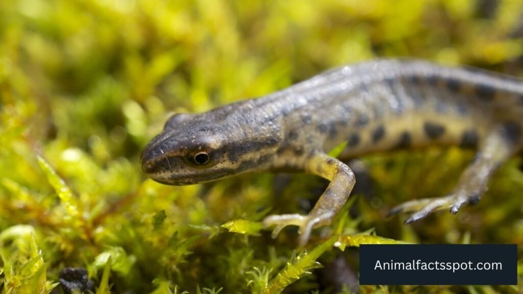Smooth Newt lives in bogs