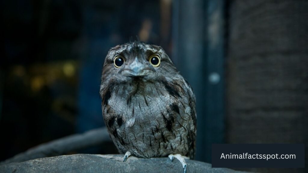 what birds fly at night