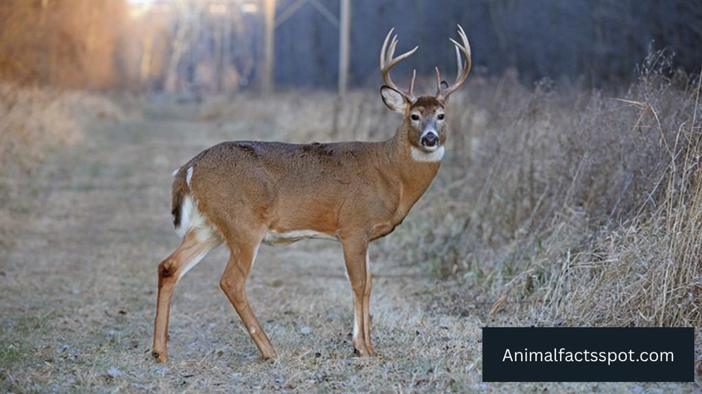 what animals eats berries