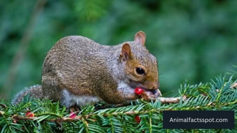 animals that eat berries