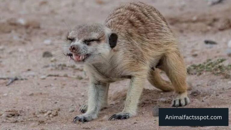 animals that eat grasshoppers