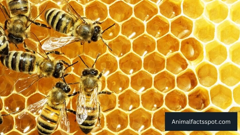 which animal loves to eat honey