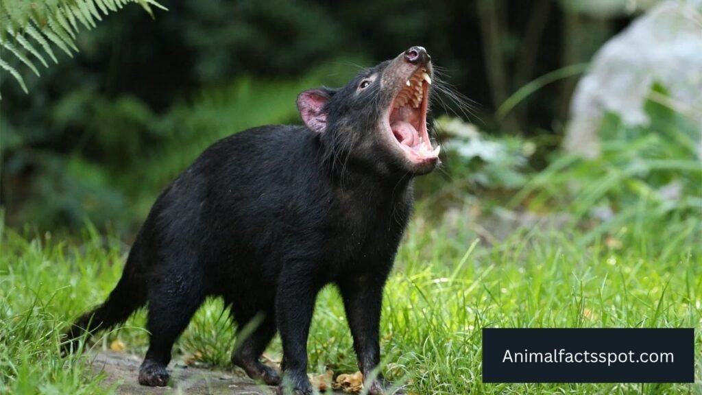 Greedy animals pictures