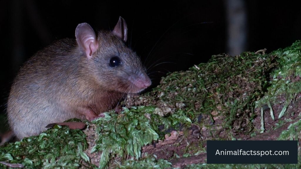 What are most greediest animals