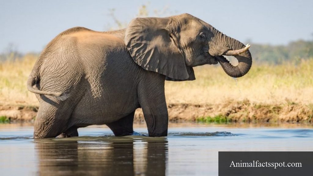 most strongest animal in the world