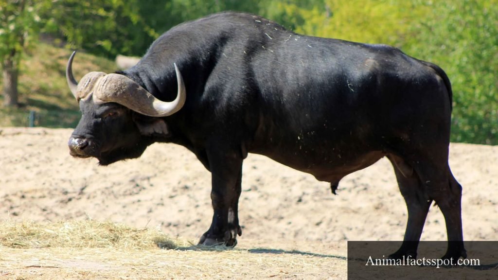 powerful animals