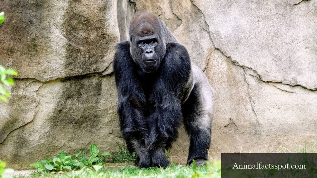 top 10 strongest animal in the world
