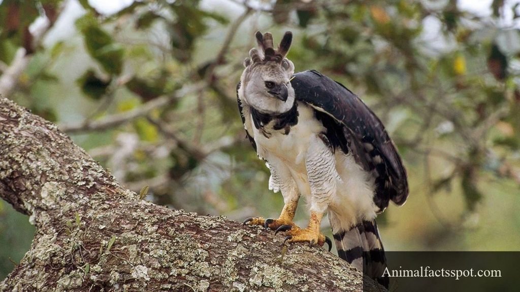 what is the strongest animal on earth