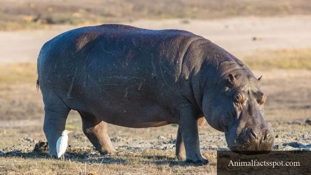 what is the most strongest animal in the world
