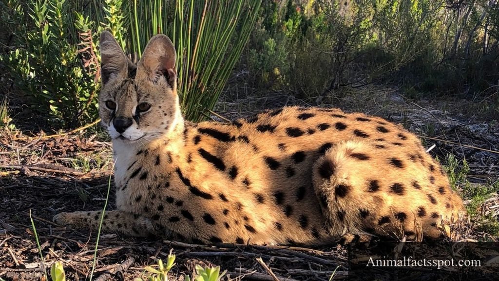 animals that look like cats but aren't